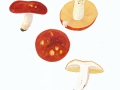 Russula aurea Pers. , Gold-Täubling , NPH