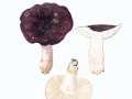 Russula brunneoviolacea  Crawshay , Violettbrauner Täubling , NPH