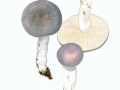 Russula cyanoxantha  (Schaeff.) Fr. , Frauen-Täubling , Violettgrüner Täubling , NPH