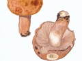 Russula illota Romagn. , Morse-Täubling ,  NPH