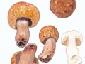 Russula illota Romagn. , Morse-Täubling , NPH