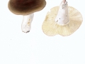 Russula integra  (L.) Fr. , Brauner Leder-Täubling , NPH