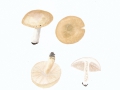 Russula raoultii  Quél. , Blassgelber Täubling , NPH