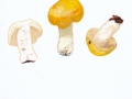 Russula solaris  Ferd. & Winge , Sonnen-Täubling , NPH