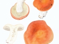 Russula velenowskyi  Melzer & Zvára , Ziegelroter Täubling , NPH