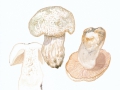 Russula virescens (Schaeff. emend Pers.) Fr. , Grünschuppiger Täubling , Grünfeldriger Täubling