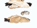 Spongipellus pachyodon, NPH