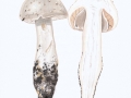 Amanita echinocephala (Vittad.) Quél. , Igel-Wulstling