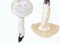 Amanita echinocephala (Vittad.) Quél. , Igel-Wulstling 2