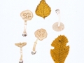 Amanita eliae Quél. , Isabellfarbener Wulstling , Kammrandiger Wulstling