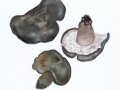 Boletopsis leucomelaena (Pers.) Fayod , Schwarzweißer Rußporling