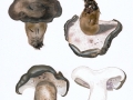Boletopsis leucomelaena Pers.) Fayod , Schwarzweißer Rußporling  2