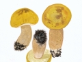 Boletus edulis var. citrinus Pelt.: Gilb. , Zitronenhütiger Steinpilz , NPH