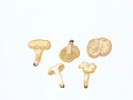 Cantharellus pallens Pilát , Weizen-Pfifferling , Blaser Pfifferling