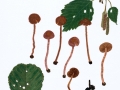 Cortinarius alnetorum (Velen.) Mos. , Brauner Erlen-Gürtelfuß , Erlen-Wasserkopf