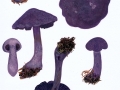 Cortinarius (Cort.) violaceus (L.: Fr.) Gray , Dunkelvioletter Gürtelfuß , Violetter Schleierling