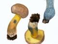 Cyanoboletus pulverulentus (Opat.) Vizzini, Simonini & Gelardi , Schwarzblauender Röhrling