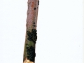 Exidia nigricans (With.) Roberts , Hexenbutter , Warziger Drüsling