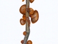 Exidia recisa (Dittmar) Fr. , Weiden-Drüsling , Kreisel-DrüslingNPH