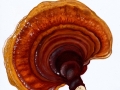 Ganoderma lucidum (Curtis: Fr.) Karst, Glänzender Lackporling , Gestielter Lackporling , NPH (2)