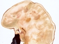 Ganoderma lucidum (Curtis: Fr.) Karst. , Glänzender Lackporling , Gestielter LackporlingNPH