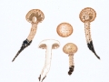 Hebeloma radicosum (Bull.: Fr.) Ricken , Wurzelnder Marzipan-Fälbling , NPH