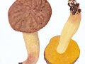 Hemileccinum depilatum (Redeuilh) Sutara , Gefleckthütiger Röhrling , Gehämmerter Röhrling , Gefleckthütiger Röhrling