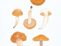 Hygrophorus nemoreus (Pers.: Fr.) Fr. , Wald-Schneckling , Hain-Schneckling