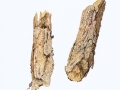 Hyphodontia barba-jovis (Bull.) Erikss. , Schöne Stachelrindenhaut , Jupiterbart
