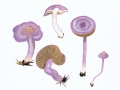 Inocybe lilacina (Peck) Kauffmann , Violetter Risspilz , Violettseidiger Risspilz