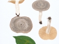 Lactarius circellatus Fr. Gebänderter Hainbuchen-Milchling , Hainbuchen-Milchling , Gebänderter Milchling