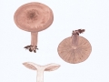 Lactarius quietus (Fr.) Fr. , Eichen-Milchling