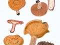 Lactarius sanguifluus (Paulet: Fr.) Fr. , Weinroter Kiefernreizker , Südlicher Kiefernreizker