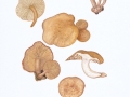 Neolentinus adhaerens (Alb. & Schwein.: Fr.) Readhead & Ginns , Harziger Sägeblättling