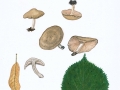 Lyophyllum crassifolium (Sacc.) Sing. s.auctor , Rauchgrauer Mehlschwärzling , Rundsporiger Mehlschwärzling , Dickblättriger Mehlschwärzling ,