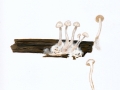 Ossicaulis lignatilis (Pers.) Readhead & Ginns , Wollstiel-Holztrichterling