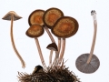 Panaeolus cinctulus  (Bolt.) Sacc. , Dunkelrandiger Düngerling