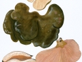 Panellus serotinus  (Pers.: Fr.) Kühn. , Muschelseitling, Gelbstieliger Zwergseitling