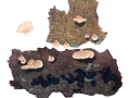 Panellus mitis (Pers.: Fr.) Sing. , Milder Zwergknäueling, mit Exidia  pithya (Alb. & Schwein.) Fr.  NPH