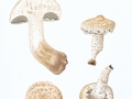 Pholiota populnea (Pers.: Fr.) Kuyper & Tjall.-Beuk. , Pappel-Schüppling