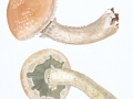 Pholiota populnea  (Pers.: Fr.) Kuyper & Tjall.-Beuk. , Pappel-Schüppling 2