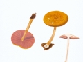 Pluteus leoninus (Schaeff.: Fr.) Kumm. ,Löwengelber Dachpilz