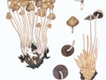 Psatheyrella multipedata  (Peck) A:H. Sm. , Büscheliger Faserling