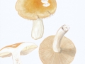 Russula fellea (Fr.: Fr.) Fr. , Gallen-Täubling