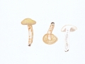 Russula raoultii Quél. agg. , Blassgelber Täubling