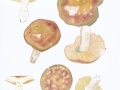 Russula romellii  Maire , Weißstieliger Leder-Täubling , NPH