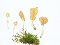 Spathularia flavida Pers. , Dottergelber Spateling