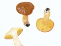 Suillus collinitus (Fr.) Kuntze , Ringloser Butterpilz