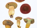 Xerocomellus engelii (Hlavacek) Sutara , Eichen-Filzröhrling