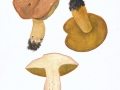 Butyriboletus subappendiculatus  Dermek , Lazebn. & J. Veselský , Nadelwald-Anhängsel-Röhrling , NPH